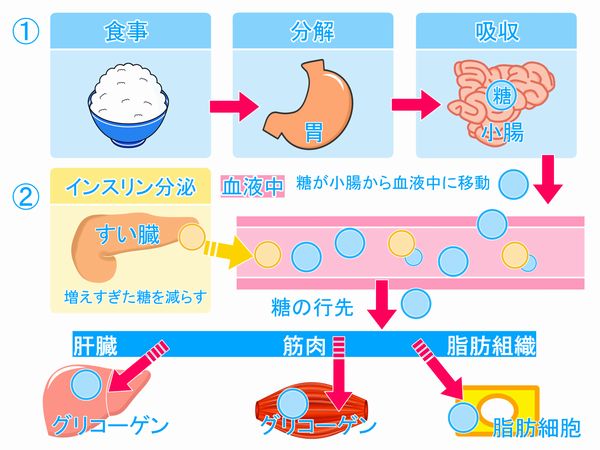 インスリンの作用